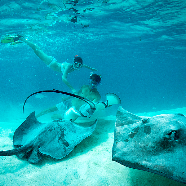 Tahiti Moorea Schnorcheln mit Mantas